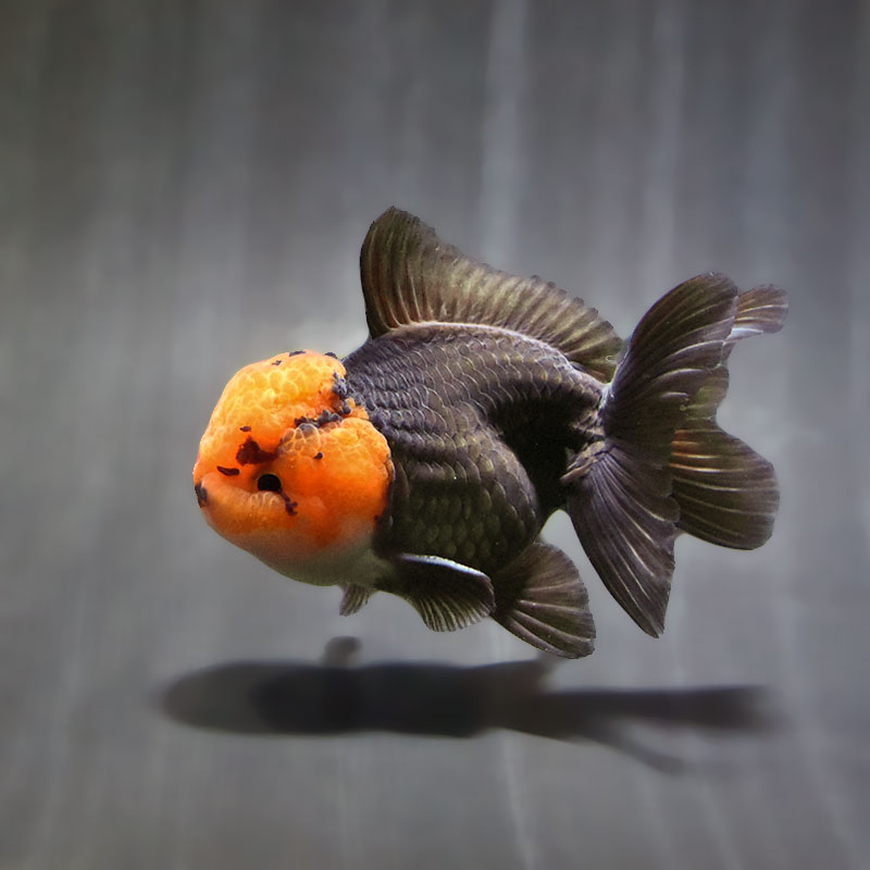 【金魚王子】トリカラーオランダ 9±1cm前後 (個体番号:zaq625) 金魚 きんぎょ 生体 オランダ獅子頭 厳選個体