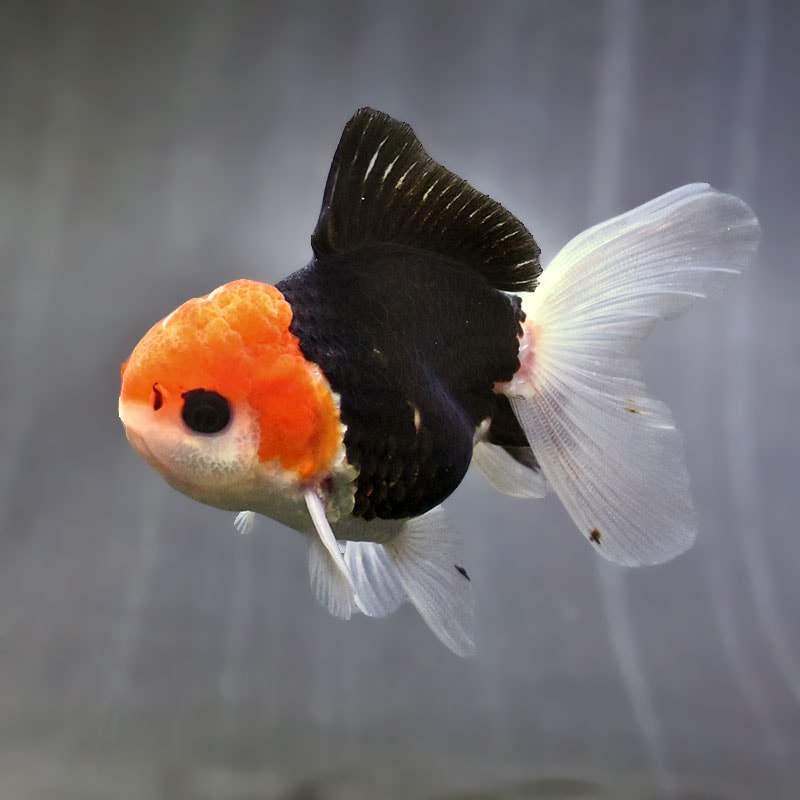【金魚王子】トリカラーオランダ 9±1cm前後 (個体番号:zaq626) 金魚 きんぎょ 生体 オランダ獅子頭 厳選個体