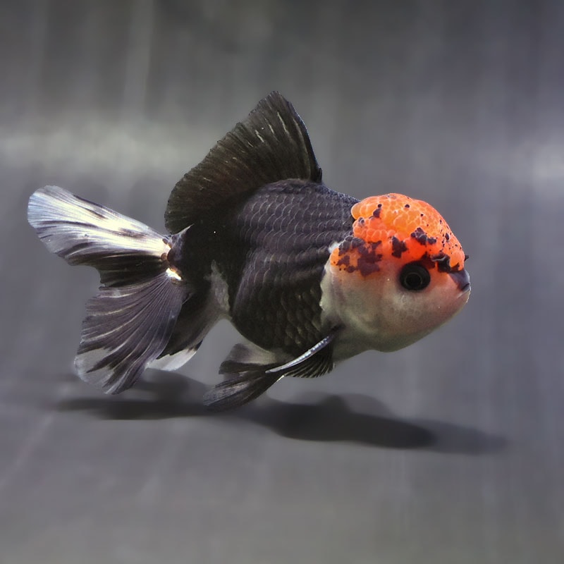 【金魚王子】トリカラーオランダ 9±1cm前後 (個体番号:zaq627) 金魚 きんぎょ 生体 オランダ獅子頭 厳選個体