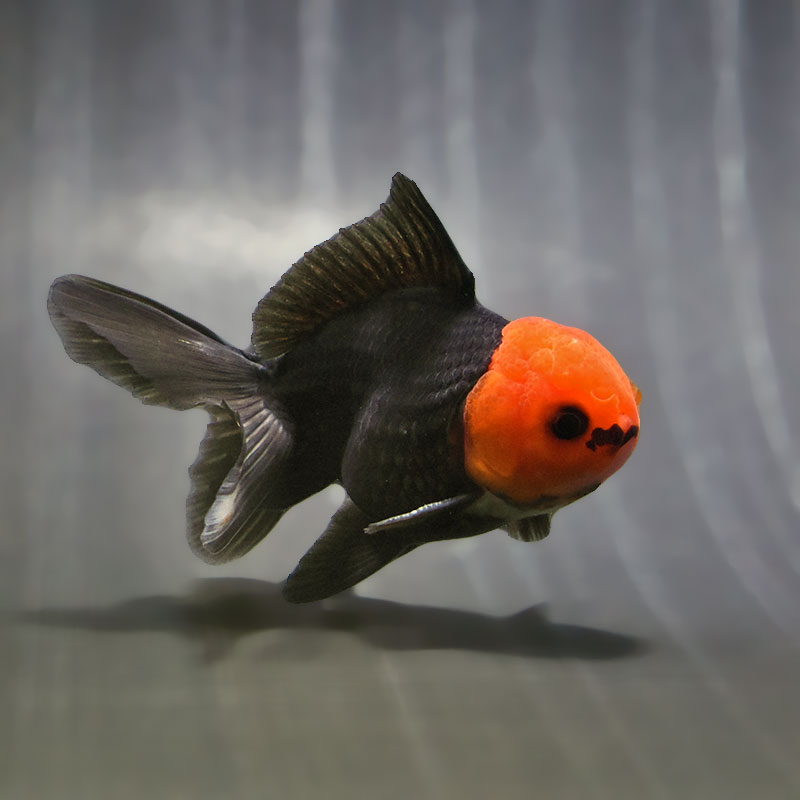【金魚王子】レッド&ブラックオランダ 9±1cm前後 (個体番号:zaq631) 金魚 きんぎょ 生体 オランダ獅子頭 厳選個体