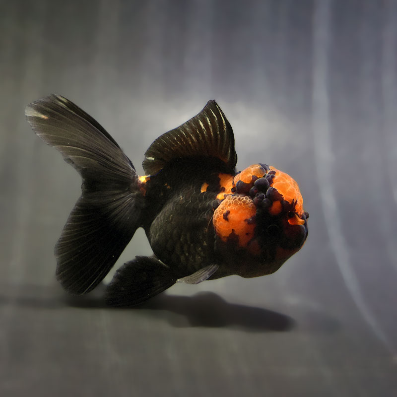 【金魚王子】レッド&ブラックオランダ 9±1cm前後 (個体番号:zaq632) 金魚 きんぎょ 生体 オランダ獅子頭 厳選個体