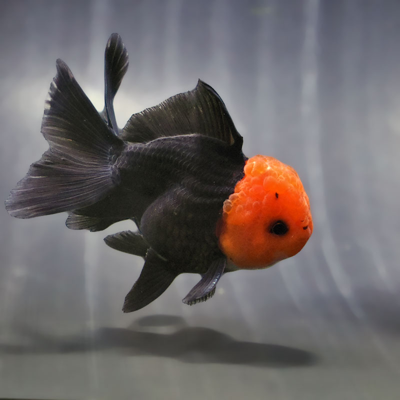 【金魚王子】レッド&ブラックオランダ 9±1cm前後 (個体番号:zaq633) 金魚 きんぎょ 生体 オランダ獅子頭 厳選個体