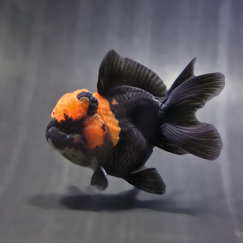 【金魚王子】レッド&ブラックオランダ 9±1cm前後 (個体番号:zaq634) 金魚 きんぎょ 生体 オランダ獅子頭 厳選個体