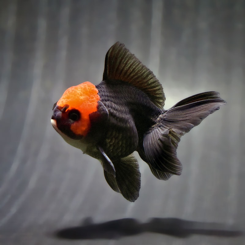 【金魚王子】レッド&ブラックオランダ 9±1cm前後 (個体番号:zaq635) 金魚 きんぎょ 生体 オランダ獅子頭 厳選個体