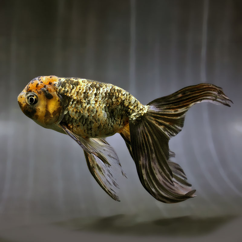 【金魚王子】京錦 17cm前後 (個体番号:zaq641) 金魚 きんぎょ 生体 京錦 厳選個体