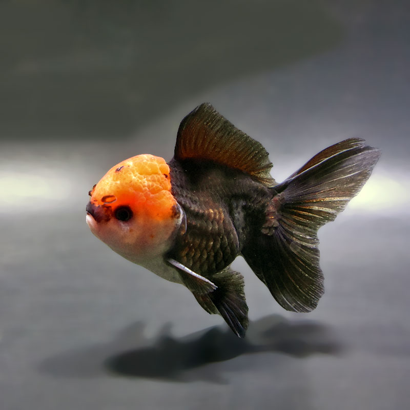 【金魚王子】トリカラーオランダ 9±1cm前後 (個体番号:zaq651) 金魚 きんぎょ 生体 オランダ獅子頭 厳選個体