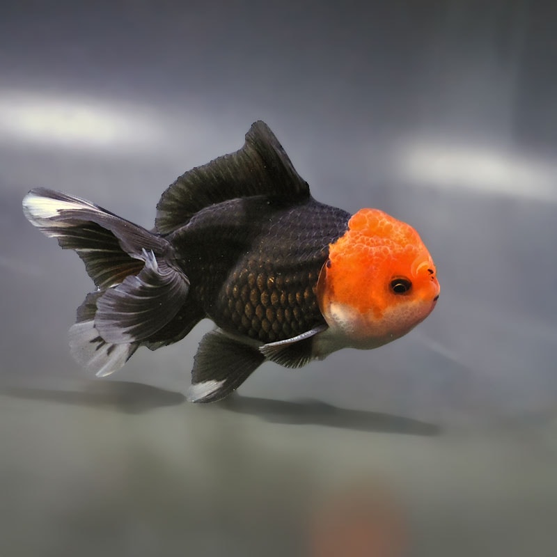 【金魚王子】トリカラーオランダ 9±1cm前後 (個体番号:zaq652) 金魚 きんぎょ 生体 オランダ獅子頭 厳選個体