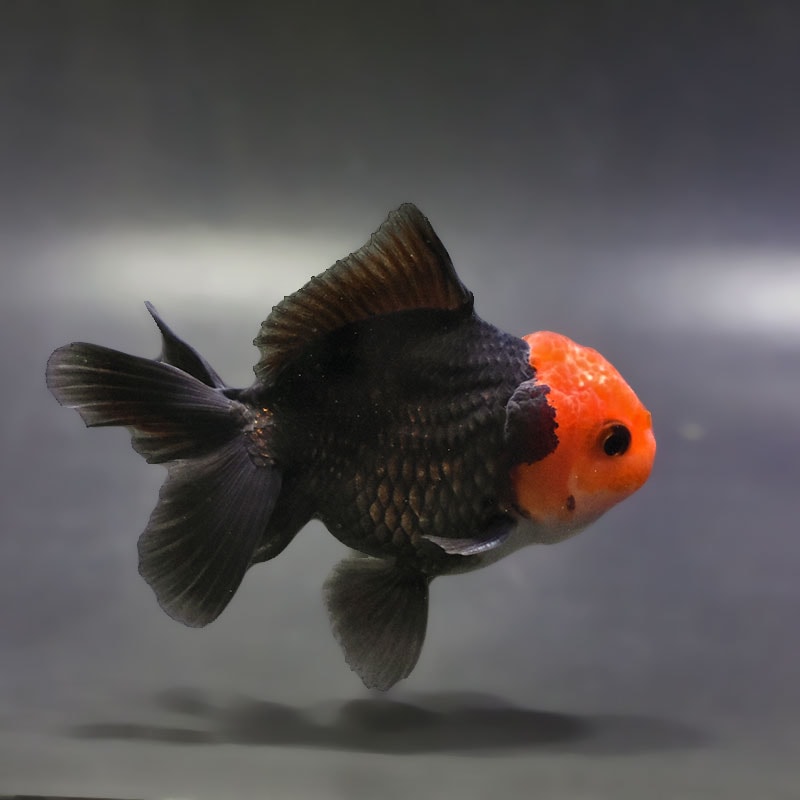 【金魚王子】トリカラーオランダ 9±1cm前後 (個体番号:zaq653) 金魚 きんぎょ 生体 オランダ獅子頭 厳選個体