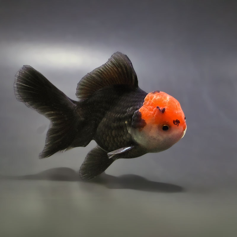 【金魚王子】トリカラーオランダ 9±1cm前後 (個体番号:zaq654) 金魚 きんぎょ 生体 オランダ獅子頭 厳選個体