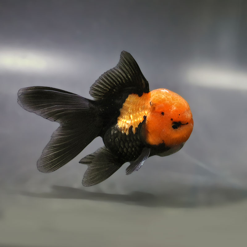 【金魚王子】レッド&ブラックオランダ 9±1cm前後 (個体番号:zaq655) 金魚 きんぎょ 生体 オランダ獅子頭 厳選個体