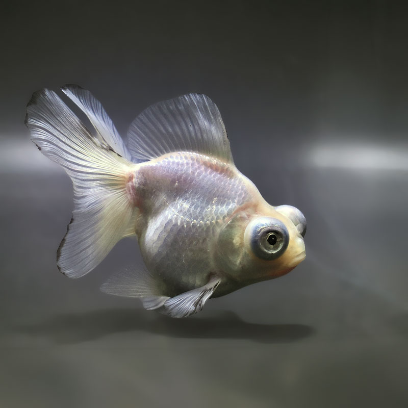 【金魚王子】ホワイト蝶尾 12cm前後 (個体番号:zaq661) 金魚 きんぎょ 生体 蝶尾 厳選個体