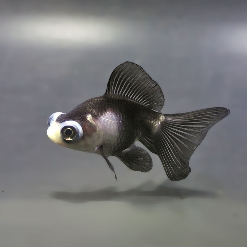 【金魚王子】パンダ蝶尾  7.5cm前後 (個体番号：zaq662) 金魚 きんぎょ 生体 蝶尾 厳選個体
