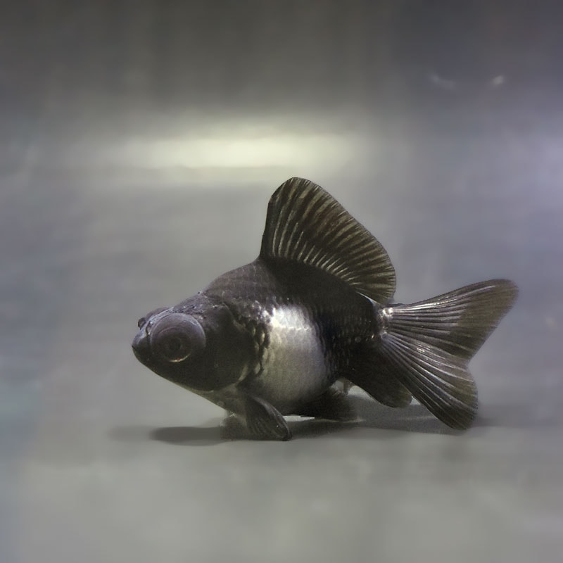 【金魚王子】パンダ蝶尾 8~9cm前後 (個体番号:zaq671) 金魚 きんぎょ 生体 蝶尾 厳選個体
