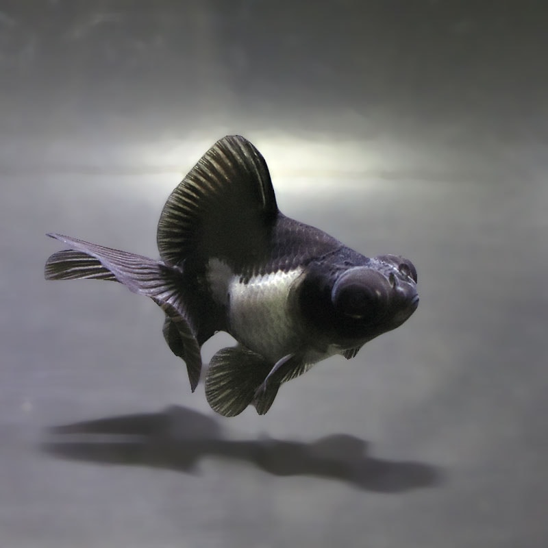 【金魚王子】パンダ蝶尾 8~9cm前後 (個体番号:zaq672) 金魚 きんぎょ 生体 蝶尾 厳選個体