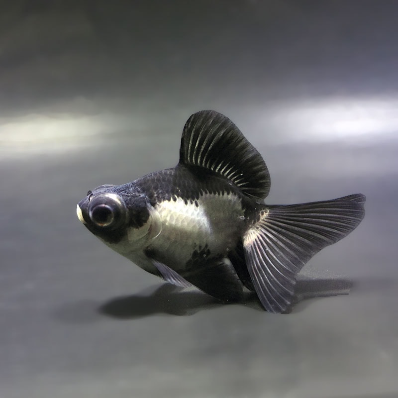 【金魚王子】パンダ蝶尾 8~9cm前後 (個体番号:zaq673) 金魚 きんぎょ 生体 蝶尾 厳選個体