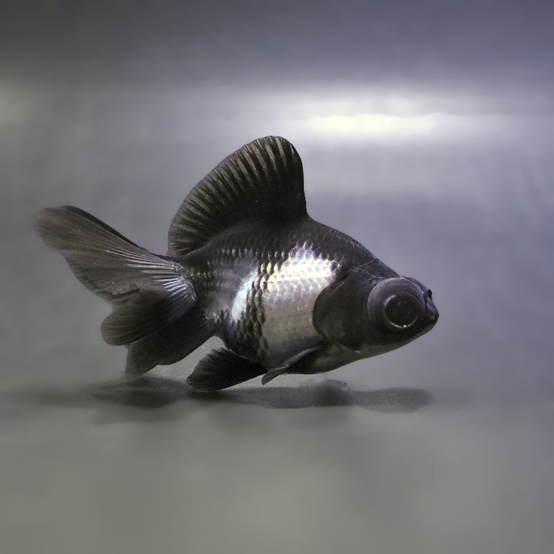 【金魚王子】パンダ蝶尾 8~9cm前後 (個体番号:zaq675) 金魚 きんぎょ 生体 蝶尾 厳選個体