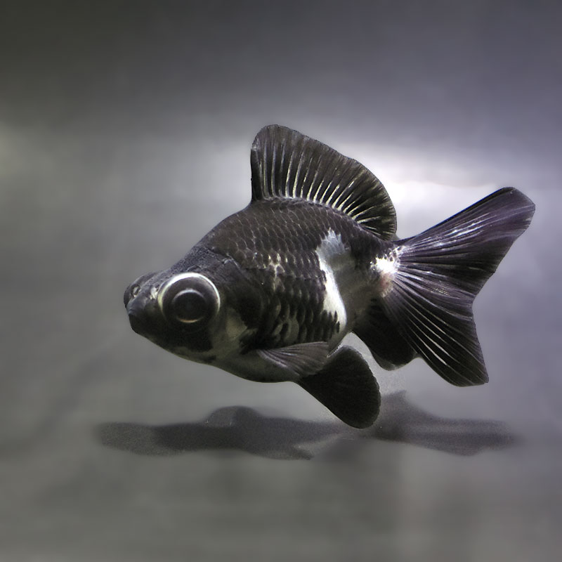 【金魚王子】パンダ蝶尾 8~9cm前後 (個体番号:zaq676) 金魚 きんぎょ 生体 蝶尾 厳選個体