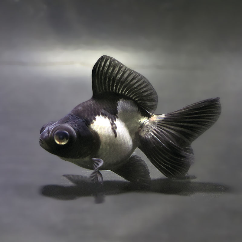 【金魚王子】パンダ蝶尾 8~9cm前後 (個体番号:zaq677) 金魚 きんぎょ 生体 蝶尾 厳選個体