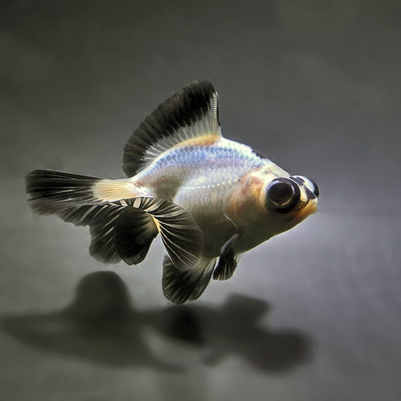 【金魚王子】パンダ蝶尾 8~9cm前後 (個体番号:zaq678) 金魚 きんぎょ 生体 蝶尾 厳選個体