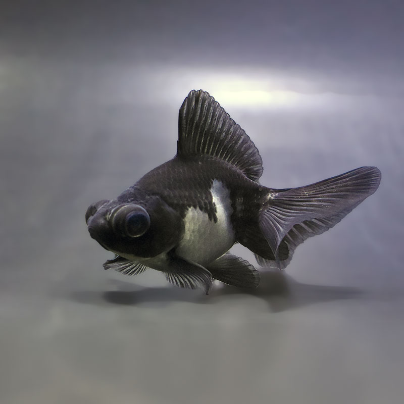 【金魚王子】パンダ蝶尾 8~9cm前後 (個体番号:zaq679) 金魚 きんぎょ 生体 蝶尾 厳選個体