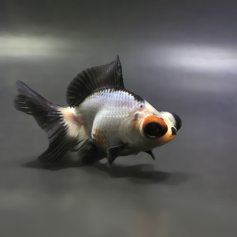 金魚の通販は「金魚王子 オンラインストア」金魚専門店 販売 | 商品一覧