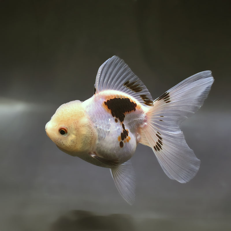 すべての商品 | 金魚の通販は「金魚王子 オンラインストア」金魚専門店
