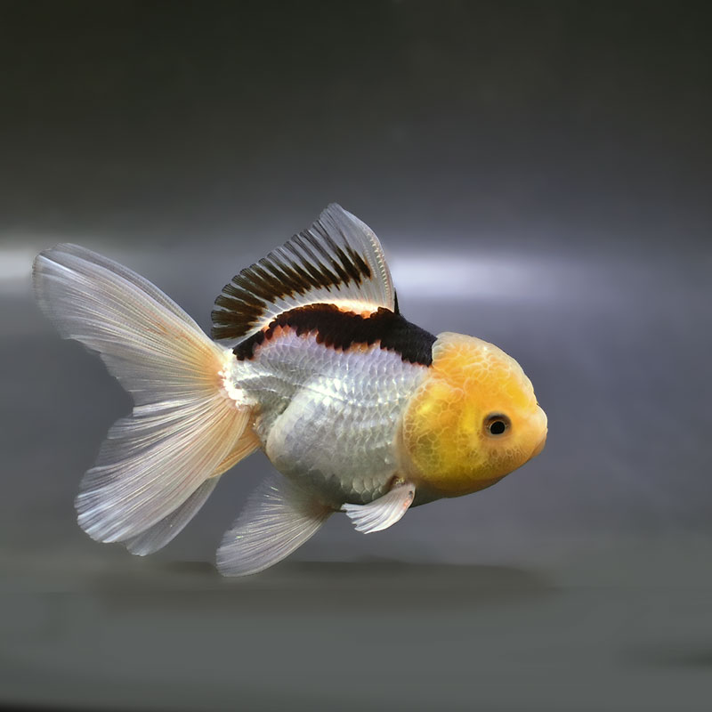 すべての商品 | 金魚の通販は「金魚王子 オンラインストア」金魚専門店