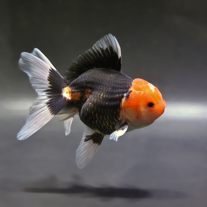 すべての商品 | 金魚の通販は「金魚王子 オンラインストア」金魚専門店