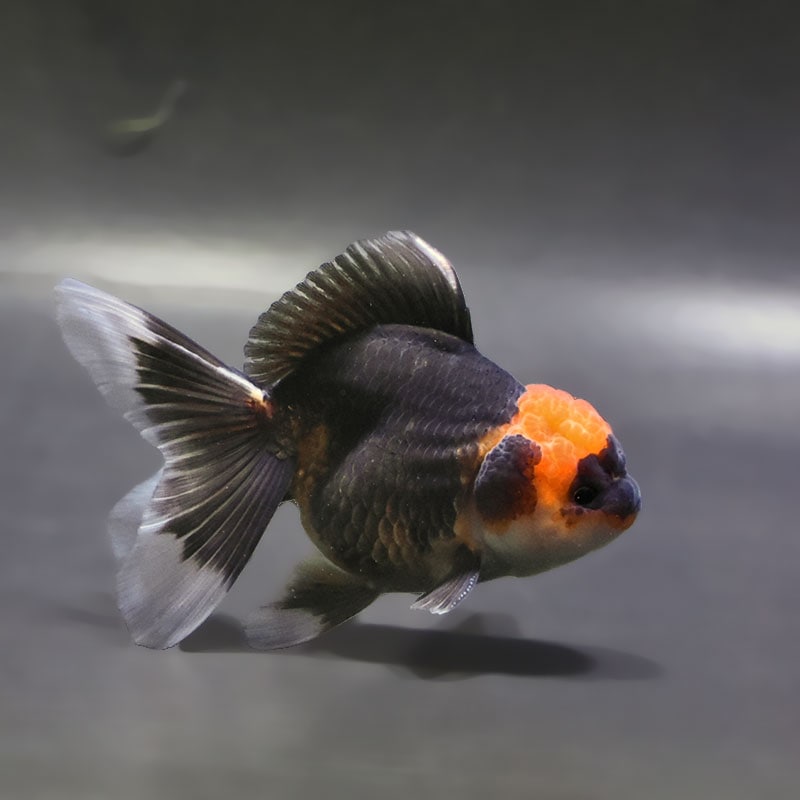 すべての商品 | 金魚の通販は「金魚王子 オンラインストア」金魚専門店