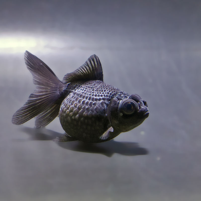金魚,パールスケール系 | 金魚の通販は「金魚王子 オンラインストア