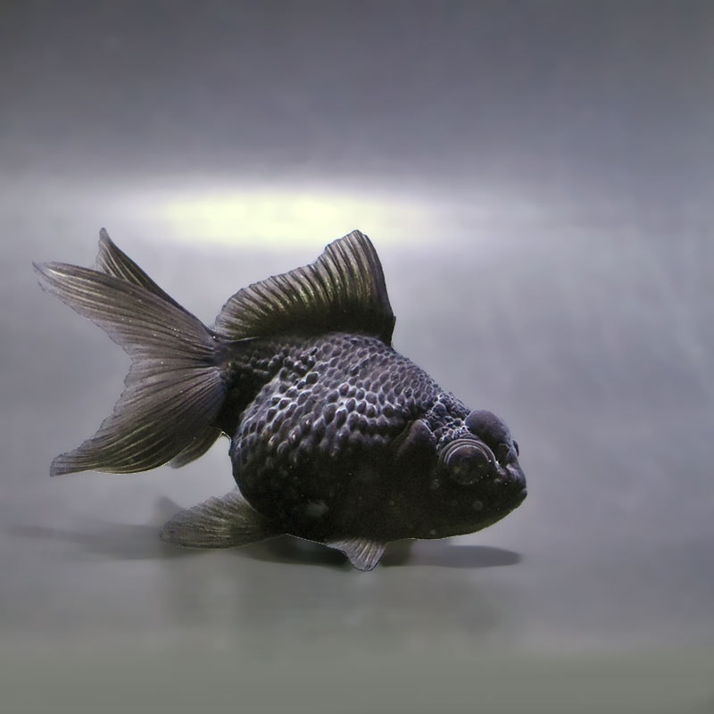 ポンピンパール様 金魚,パールスケール系 | 金魚の通販は「金魚王子 オンラインストア