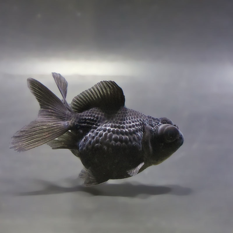 金魚の通販は「金魚王子 オンラインストア」金魚専門店 販売 | 商品一覧