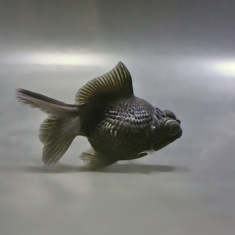 金魚,パールスケール系 | 金魚の通販は「金魚王子 オンラインストア
