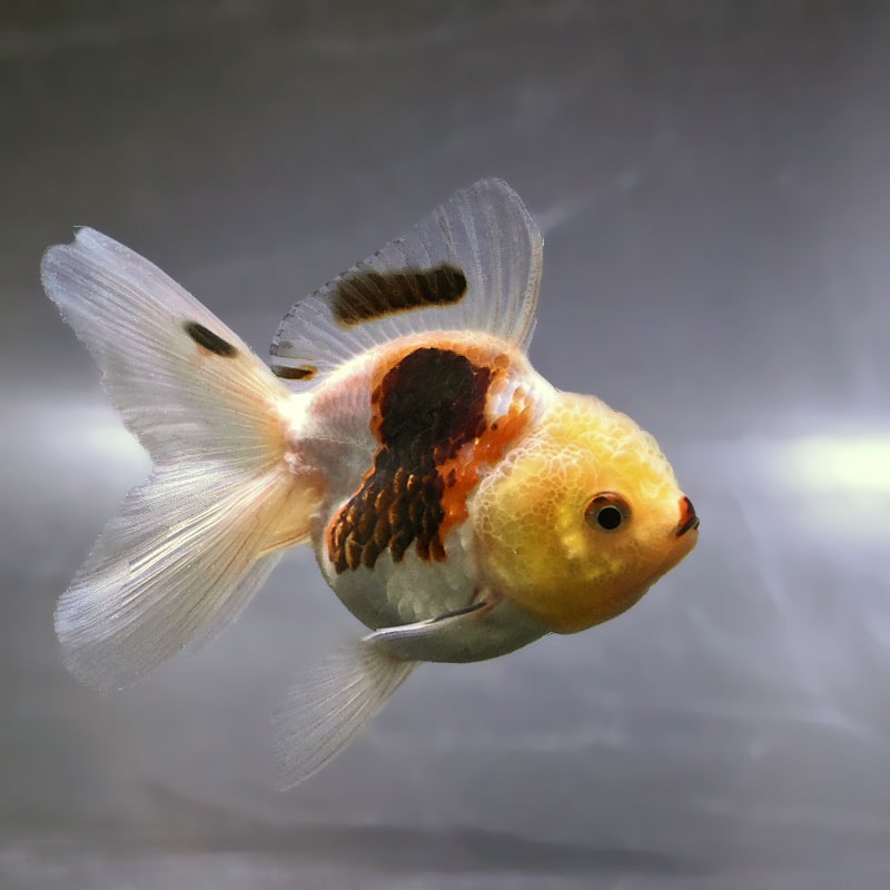 【114】金魚のピアス／ランチュウ／オーバル 114】金魚のピアス／ランチュウ／オーバル 金魚2 ピアス ：gargle