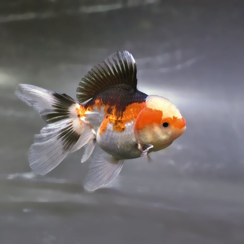 KINGYO ページ すべての商品 | 金魚の通販は「金魚王子 オンラインストア」金魚専門店