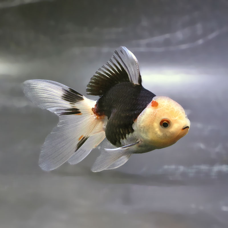 すべての商品 | 金魚の通販は「金魚王子 オンラインストア」金魚専門店