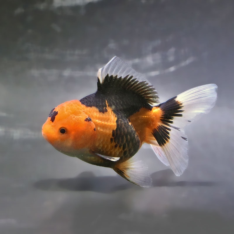 幸金魚 すべての商品 | 金魚の通販は「金魚王子 オンラインストア」金魚専門店