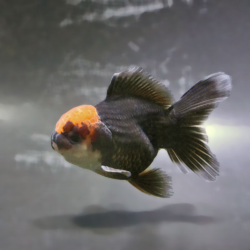 すべての商品 | 金魚の通販は「金魚王子 オンラインストア」金魚専門店
