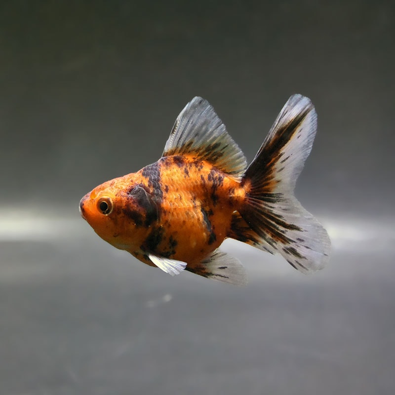 金魚 | 金魚の通販は「金魚王子 オンラインストア」金魚専門店 販売