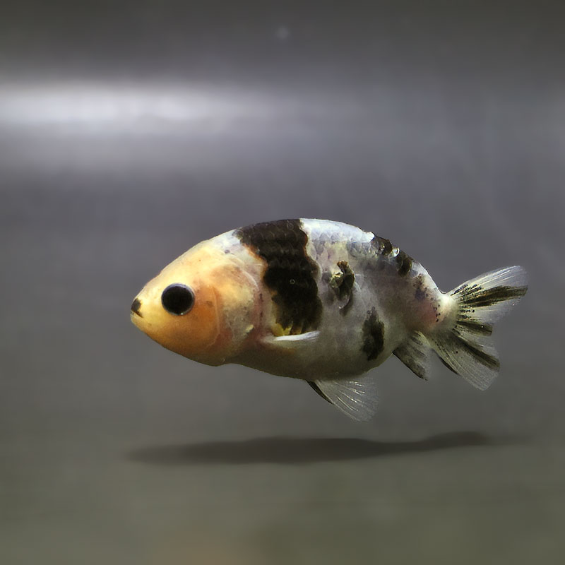 金魚,らんちゅう系 | 金魚の通販は「金魚王子 オンラインストア」金魚
