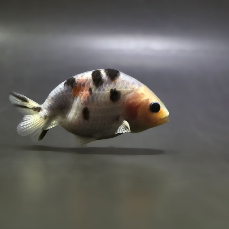 【金魚王子】絣り柄江戸錦  7±1cm前後 (個体番号：zaq723) 金魚 きんぎょ 生体 江戸錦 厳選個体