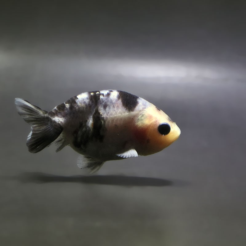 【金魚王子】絣り柄江戸錦  7±1cm前後 (個体番号：zaq724) 金魚 きんぎょ 生体 江戸錦 厳選個体