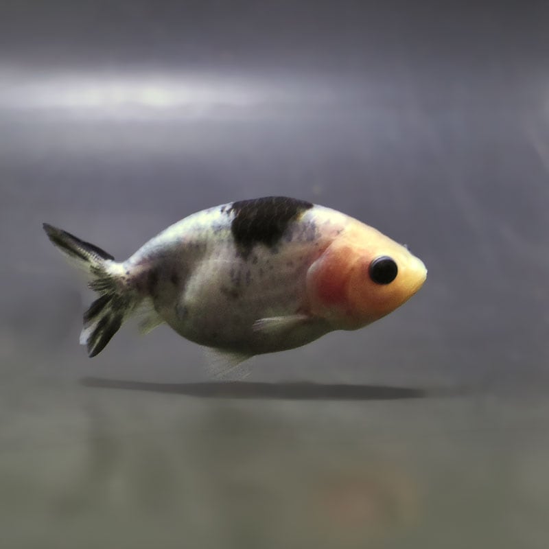 【金魚王子】絣り柄江戸錦  7±1cm前後 (個体番号：zaq725) 金魚 きんぎょ 生体 江戸錦 厳選個体