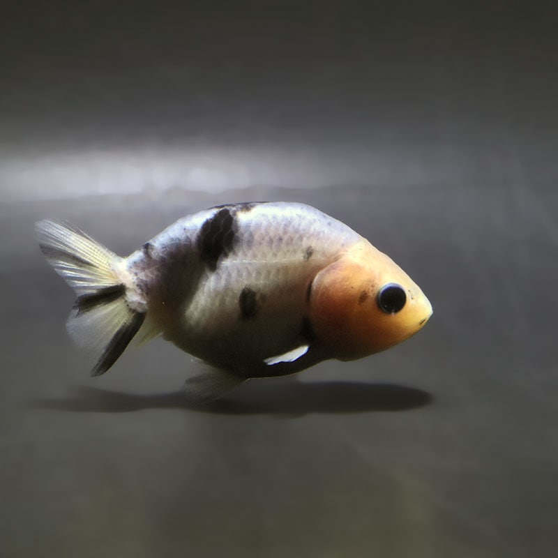 【金魚王子】絣り柄江戸錦  7±1cm前後 (個体番号：zaq727) 金魚 きんぎょ 生体 江戸錦 厳選個体