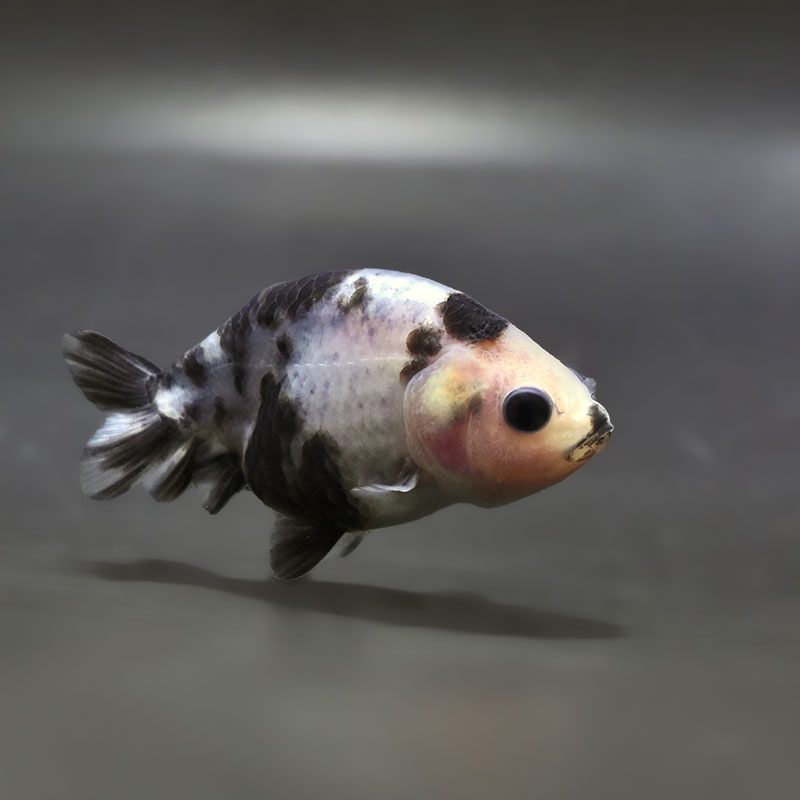 【金魚王子】絣り柄江戸錦  7±1cm前後 (個体番号：zaq729) 金魚 きんぎょ 生体 江戸錦 厳選個体