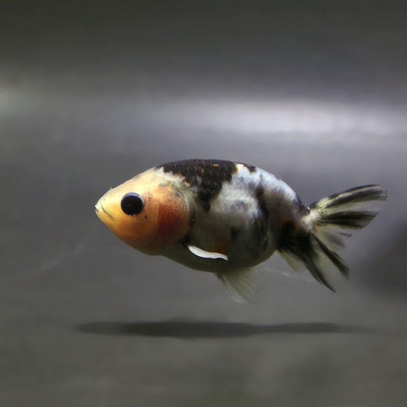 【金魚王子】絣り柄江戸錦  7±1cm前後 (個体番号：zaq730) 金魚 きんぎょ 生体 江戸錦 厳選個体