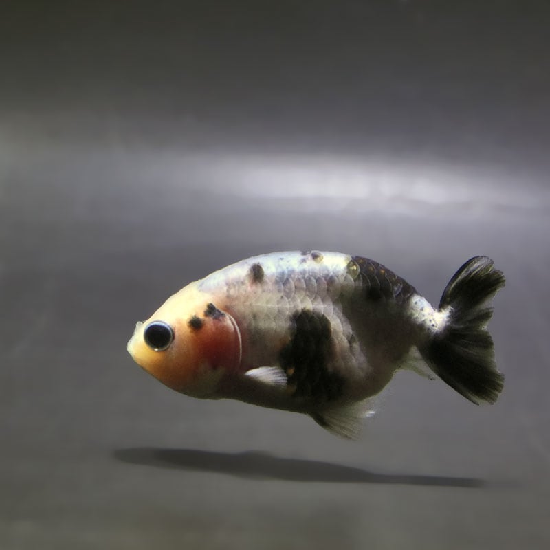 【金魚王子】絣り柄江戸錦  7±1cm前後 (個体番号：zaq731) 金魚 きんぎょ 生体 江戸錦 厳選個体