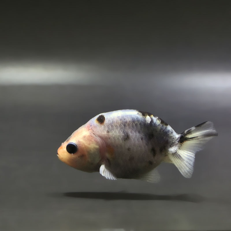 【金魚王子】絣り柄江戸錦  7±1cm前後 (個体番号：zaq732) 金魚 きんぎょ 生体 江戸錦 厳選個体