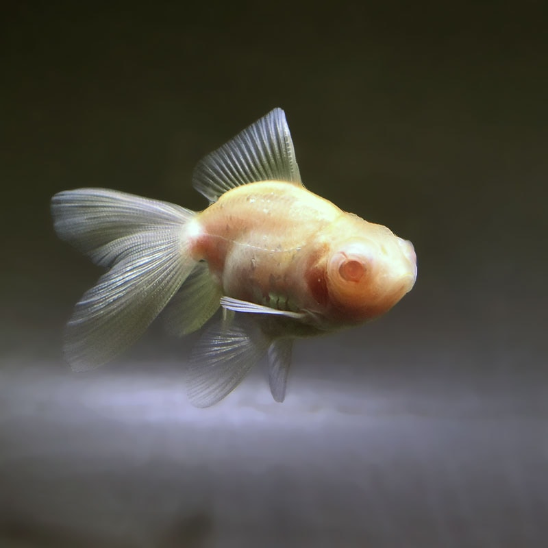 すべての商品 | 金魚の通販は「金魚王子 オンラインストア」金魚専門店