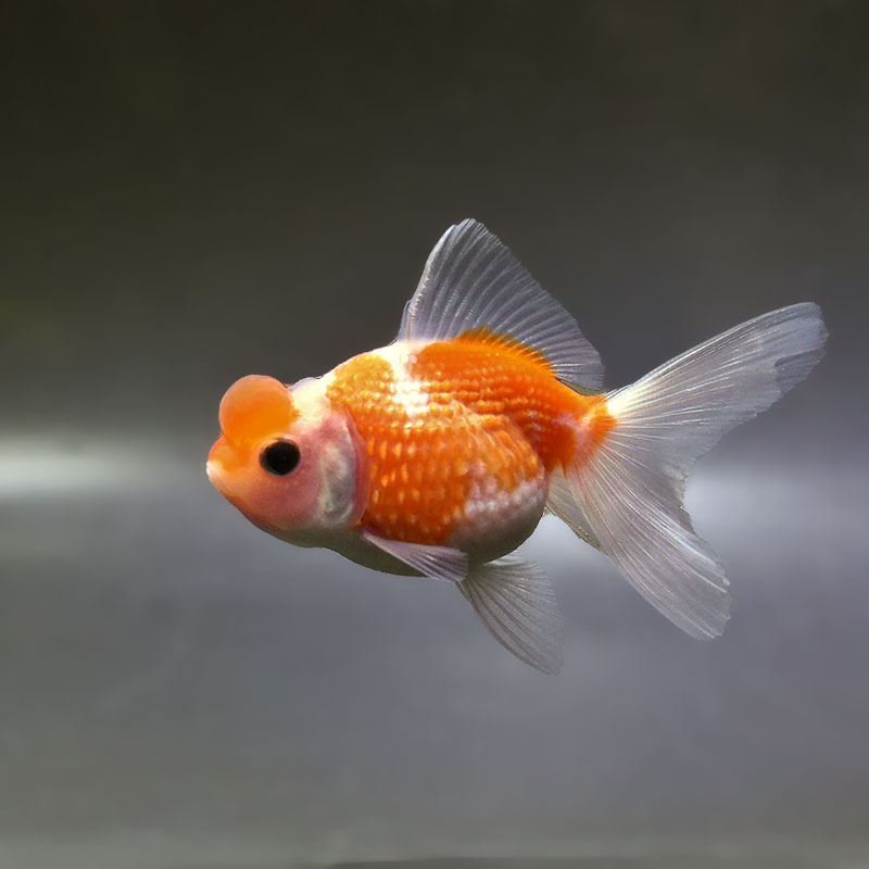 金魚,パールスケール系 | 金魚の通販は「金魚王子 オンラインストア